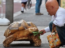 Insolite : Le croque-mort et la tortue Insolite : Le croque-mort et la tortue