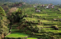 Les rizières en terrasses des Philippines face aux périls de la modernité Les rizières en terrasses des Philippines face aux périls de la modernité