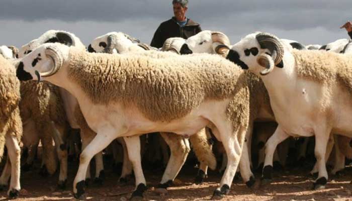 Engagements d'importation d'ovins: L'enregistrement des demandes ouvert jusqu'au 5 avril