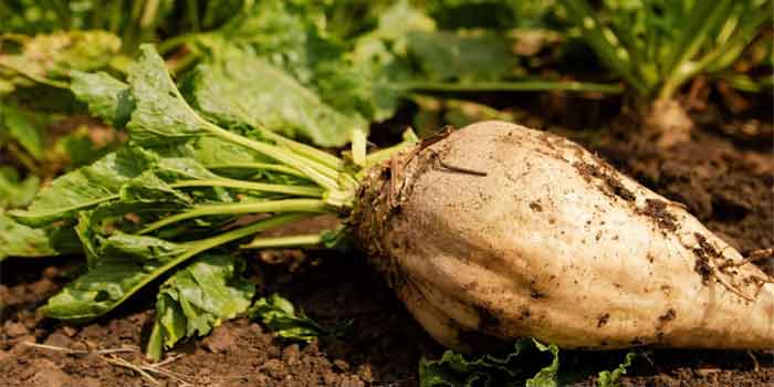Les récentes précipitations ravivent les espoirs des producteurs de cultures sucrières au bassin du Loukkos Les récentes précipitations ravivent les espoirs des producteurs de cultures sucrières au bassin du Loukkos