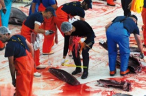 Le thon rouge des madragues ancestrales d'Espagne, régal des gourmets japonais Le thon rouge des madragues ancestrales d'Espagne, régal des gourmets japonais