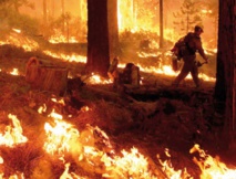 Les incendies de forêt dans la région Tanger-Tétouan ont coûté plus de 6 MDH Les incendies de forêt dans la région Tanger-Tétouan ont coûté plus de 6 MDH