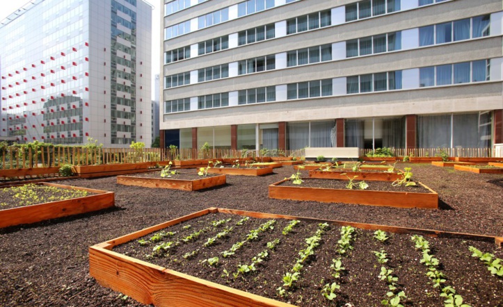 Sur les toits de Paris, des chefs cuisiniers plantent leurs potagers Sur les toits de Paris, des chefs cuisiniers plantent leurs potagers