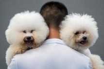 Les chiens n'aiment pas les gens sans égard pour leurs maîtres Les chiens n'aiment pas les gens sans égard pour leurs maîtres