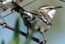 Des éléments clés du langage humain trouvés dans le babillage des oiseaux