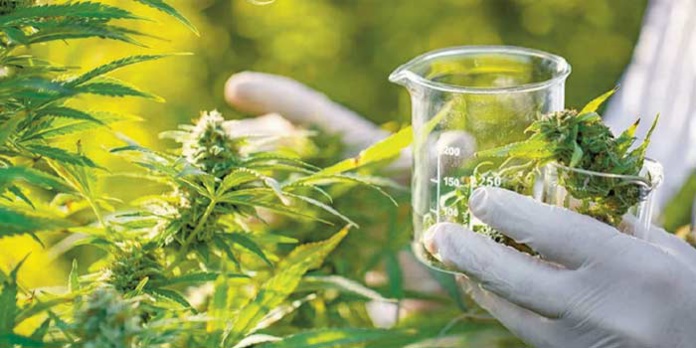 Usages licites du cannabis. 2.905 autorisations délivrées jusqu’au 23 avril courant Usages licites du cannabis. 2.905 autorisations délivrées jusqu’au 23 avril courant