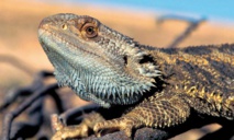 Des lézards changent de sexe sous les yeux des scientifiques Des lézards changent de sexe sous les yeux des scientifiques