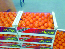 Mission multisectorielle à Casablanca en préparation d’une B to C en Russie Mission multisectorielle à Casablanca en préparation d’une B to C en Russie