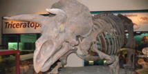 La famille des tricératops s'agrandit après la découverte d'un nouveau dinosaure La famille des tricératops s'agrandit après la découverte d'un nouveau dinosaure