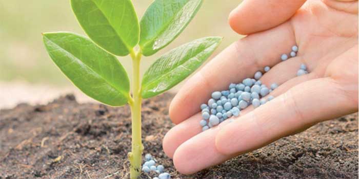Le Maroc fait don d'engrais aux petits agriculteurs du Guatemala Le Maroc fait don d'engrais aux petits agriculteurs du Guatemala