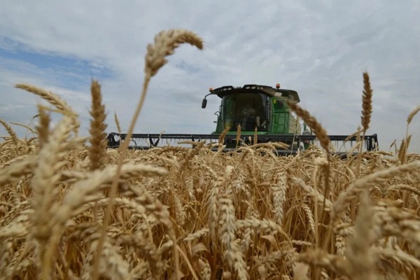 Céréales : La production prévisionnelle estimée à 31,2 Mqx Céréales : La production prévisionnelle estimée à 31,2 Mqx