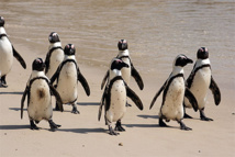 L'Afrique du Sud s'inquiète du déclin de sa population de manchots L'Afrique du Sud s'inquiète du déclin de sa population de manchots