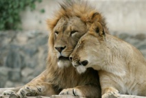 La vente d'os de lion prospère en Afrique du Sud