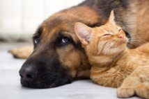 Nourrir chiens et chats, une industrie qui ne connaît pas la crise