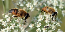 La disparition des abeilles pourrait causer plus d'un million de morts par an dans le monde