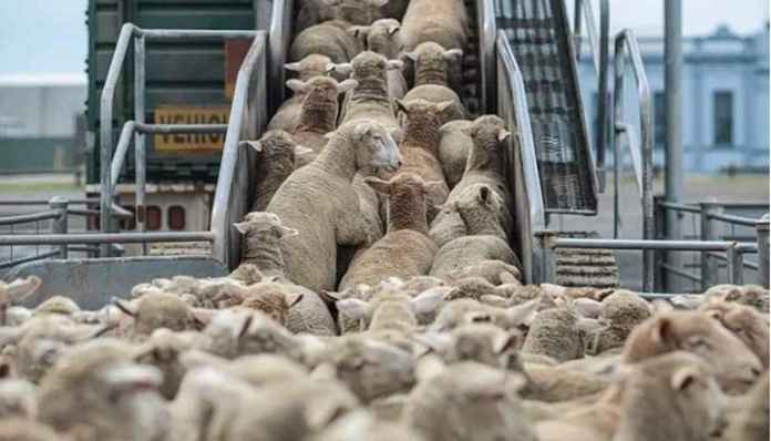 Moutons subventionnés. Spéculateurs engraissés, consommateurs plumés Moutons subventionnés. Spéculateurs engraissés, consommateurs plumés
