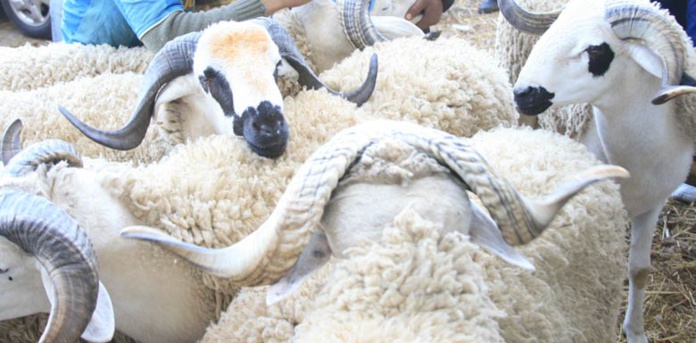 Aïd Al-Adha : 5,8 millions de têtes d'ovins et de caprins identifiées