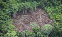 L'Amazonie grignotée par  la ruée vers l'or clandestine