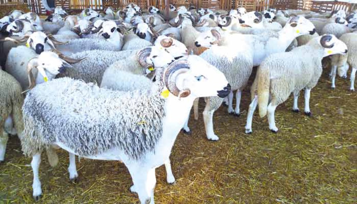 49% des ménages achètent leurs bêtes de sacrifice 3 à 7 jours avant la fête 49% des ménages achètent leurs bêtes de sacrifice 3 à 7 jours avant la fête