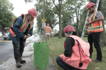 Montréal teste un champignon pour freiner les ravages d'un insecte Montréal teste un champignon pour freiner les ravages d'un insecte