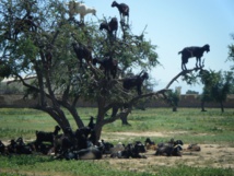 Reportage : L’arganier, or vert et source de vie Reportage : L’arganier, or vert et source de vie