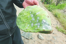 La cochenille du cactus ne représente  aucun danger pour la santé humaine