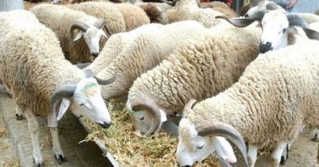L’équation pour choisir son mouton L’équation pour choisir son mouton