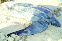 Une tortue géante échoue près de Dakhla Une tortue géante échoue près de Dakhla