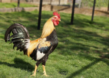 Chanter au lever du jour, un  privilège de chef chez les rois de la basse-cour Chanter au lever du jour, un  privilège de chef chez les rois de la basse-cour