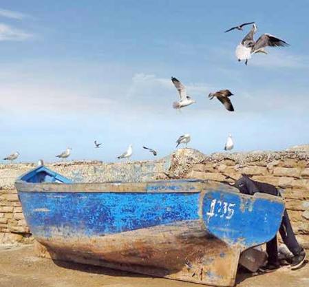 Les goélands et mouettes, ces oiseaux marins qui embellissent le ciel d'Essaouira Les goélands et mouettes, ces oiseaux marins qui embellissent le ciel d'Essaouira