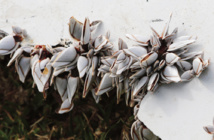 De petits crustacés pourraient aider à résoudre le mystère du vol MH370 De petits crustacés pourraient aider à résoudre le mystère du vol MH370