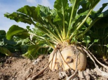 Hausse de la production de la betterave à sucre Hausse de la production de la betterave à sucre