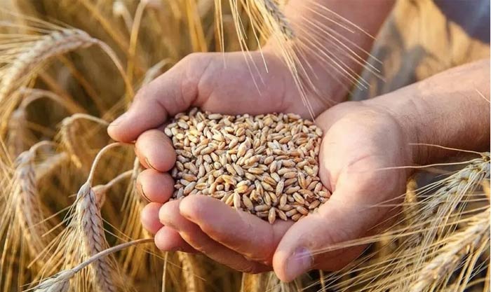 Les prix mondiaux des produits alimentaires restent stables en juin Les prix mondiaux des produits alimentaires restent stables en juin