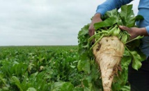 Gharb : 286.000 T de betterave, malgré le stress hydrique Gharb : 286.000 T de betterave, malgré le stress hydrique