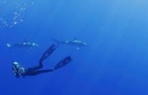 Capturer du CO2 est inefficace contre l'acidification des océans Capturer du CO2 est inefficace contre l'acidification des océans