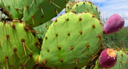 Les figues des Doukkala, une production annuelle estimée à plus de 8.450 tonnes (Office)