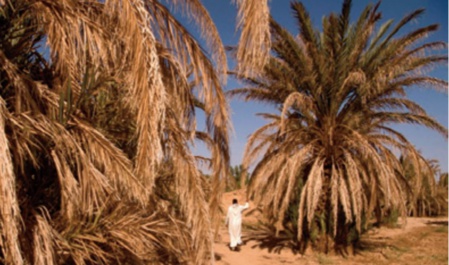 L'insoutenable crime perpétré contre l'oasis de Drâa L'insoutenable crime perpétré contre l'oasis de Drâa