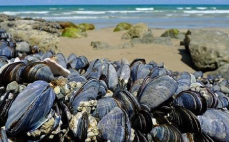 Zones Tamri-Cap Ghir et Imi Ouaddar: Interdiction de la récolte et de la commercialisation des coquillages Zones Tamri-Cap Ghir et Imi Ouaddar: Interdiction de la récolte et de la commercialisation des coquillages