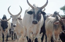 Des experts marocains au chevet de l'élevage intensif au Mali Des experts marocains au chevet de l'élevage intensif au Mali