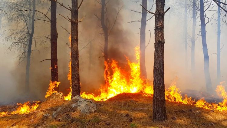 Incendies de forêt. Risque “moyen” à “extrême” dans plusieurs provinces Incendies de forêt. Risque “moyen” à “extrême” dans plusieurs provinces