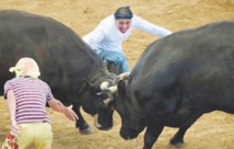Au Japon, le combat de  taureau se passe de matador