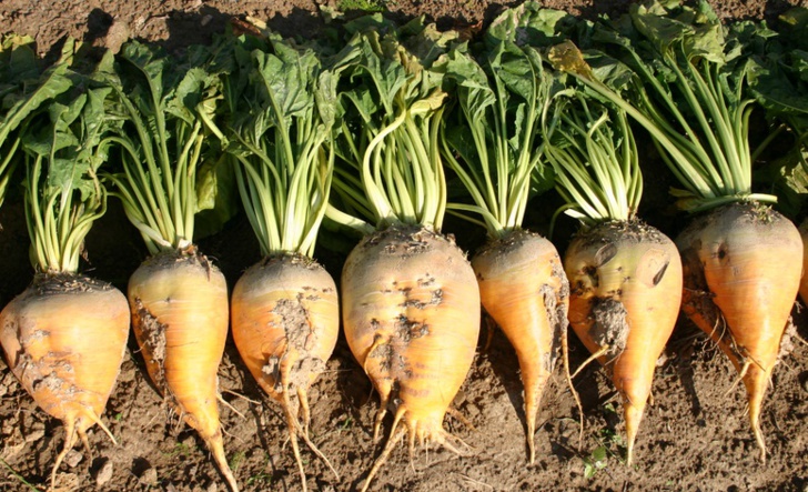 Loukkos: Production sucrière "importante" durant la campagne actuelle Loukkos: Production sucrière "importante" durant la campagne actuelle