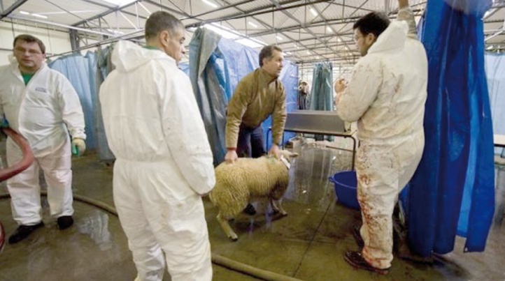 Débat en Belgique autour du rituel du sacrifice de l’Aid Al Adha Débat en Belgique autour du rituel du sacrifice de l’Aid Al Adha