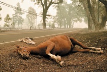 Les Etats-Unis croulent sous les catastrophes naturelles Les Etats-Unis croulent sous les catastrophes naturelles