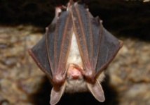 L’agriculture économise un milliard de dollars grâce aux chauves-souris L’agriculture économise un milliard de dollars grâce aux chauves-souris