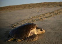 Insolite : Oeufs de tortues Insolite : Oeufs de tortues