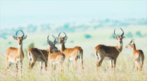 Les antilopes se sentent dans leur milieu naturel à Safia