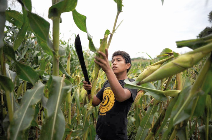 L'Indice FAO des prix alimentaires affiche son plus fort recul depuis décembre 2008