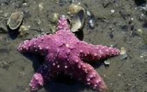 L'étoile de mer américaine, victime du changement climatique L'étoile de mer américaine, victime du changement climatique