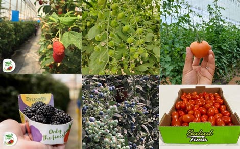 Vantage Capital conclut une transaction de 14.0 millions d’euros avec Société de production maraîchère Samir S.A. Vantage Capital conclut une transaction de 14.0 millions d’euros avec Société de production maraîchère Samir S.A.